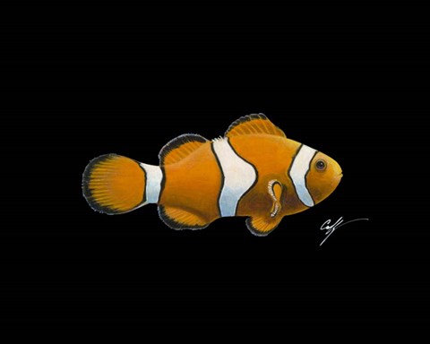 Framed Clown Fish Print