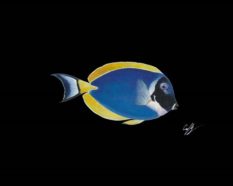 Framed Powder Blue Tang Print