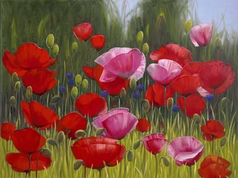 Framed Red Poppies Print