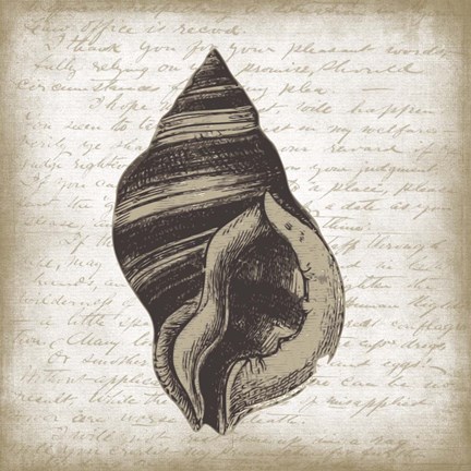 Framed Shell II Print