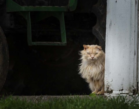 Framed Barn Cat 2 Print