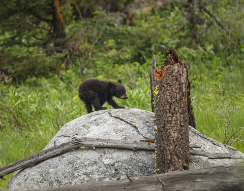 Framed Bear Cub On Rock Print