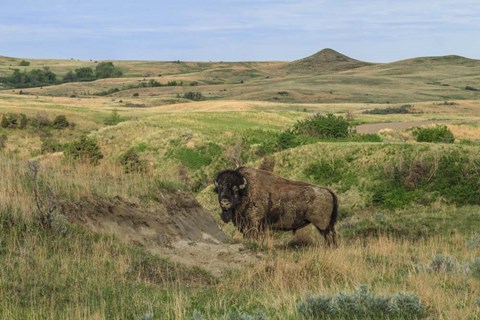 Framed Bison In North Dakota Landscape Print