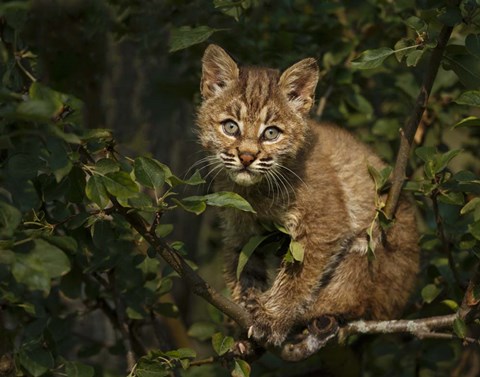 Framed Bobcat Kitten On Branch Print