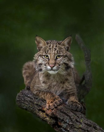 Framed Bobcat Poses On Tree Branch 2 Print