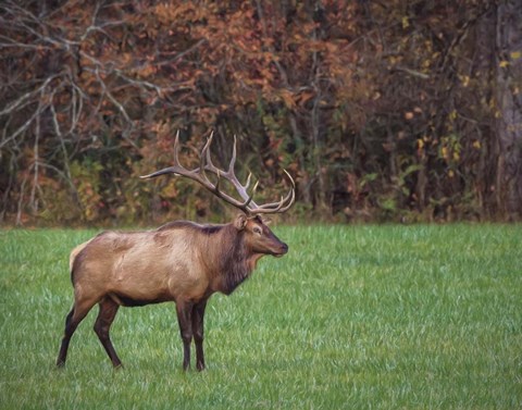 Framed Bull Elk (GSMNP) Print