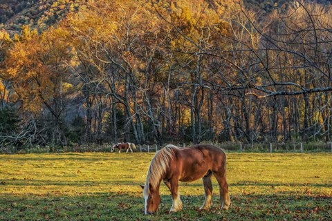 Framed Cades Cove Horses At Sunset Print