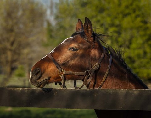 Framed Horse Portrait Print