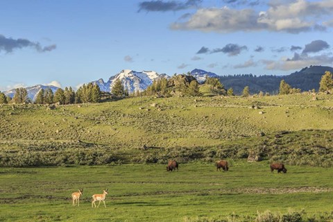 Framed Lamar Valley - Pronghorn And Bison Print
