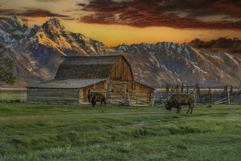 Framed Moulton Barn At Sunrise With Bison Print