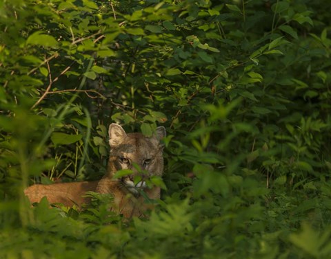 Framed Mountain Lion Lurks In Bush Print