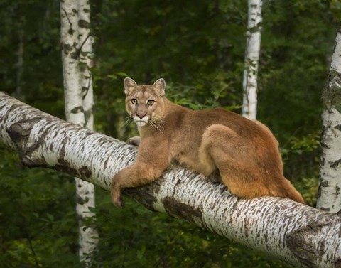 Framed Mountain Lion On Forest Log Print