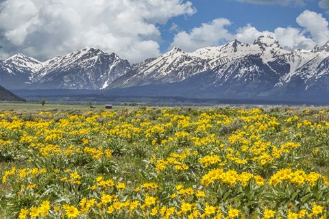Framed Wild Flowers With Mountains (YNP) Print
