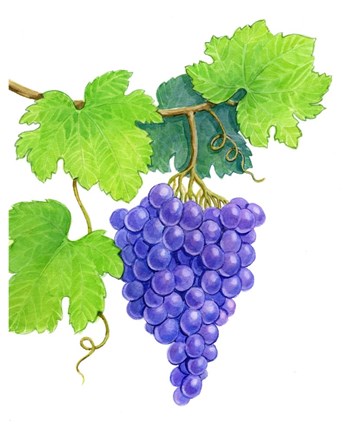 Framed Grapes on Vine Print
