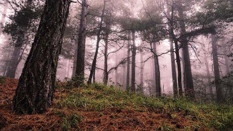 Framed Mountain Print