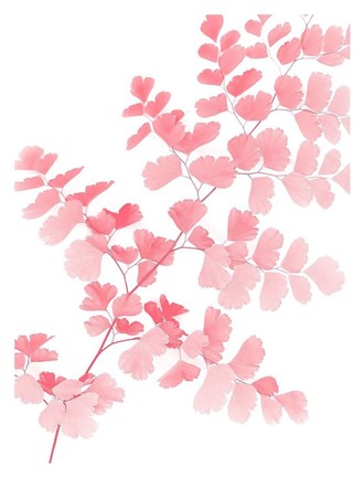 Framed Pink Maidenhair Print