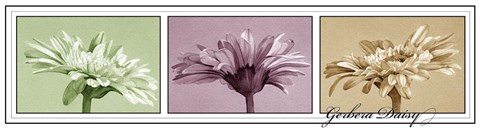Framed Gerbera Balance Print