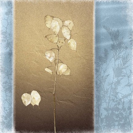 Framed Lunaria I Print