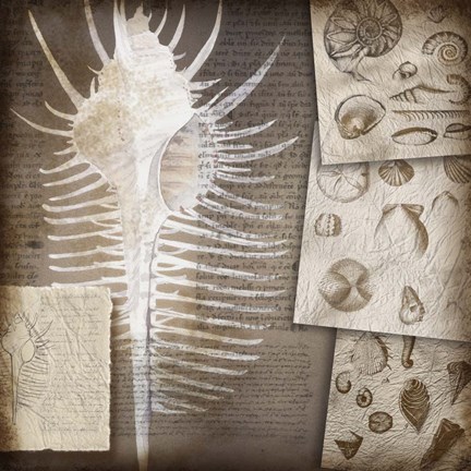 Framed Combshell I Print