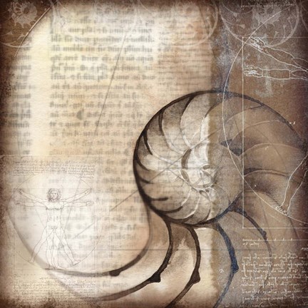 Framed Nautalis I Print