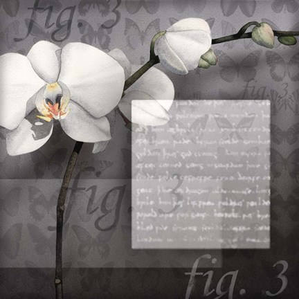 Framed Phalaenopsis I Print