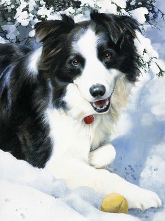 Framed Border Collie Print