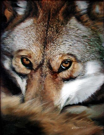 Framed Wise Coyote Print