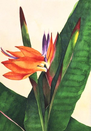 Framed Bird Of Paradise Print