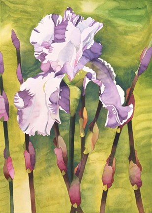 Framed Forest Iris Print