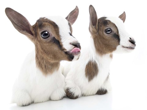 Framed Goats 1 Print