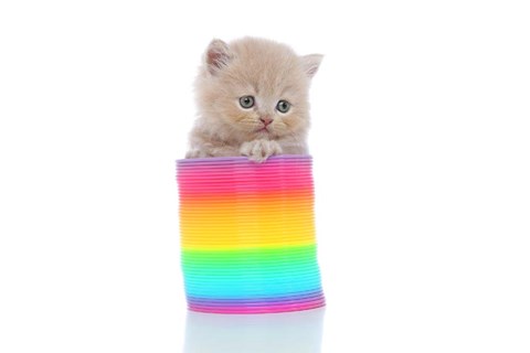 Framed Kittens 23 Print