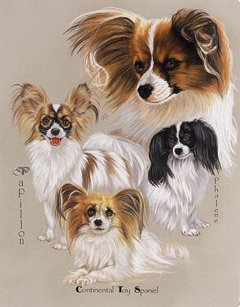 Framed Papillon Print