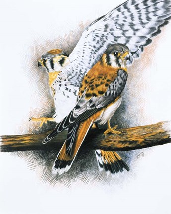 Framed Elegant Raptor Print