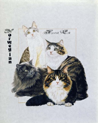 Framed Norwegin Forest Cat Print
