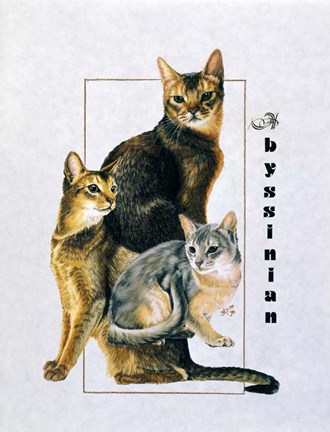 Framed Abyssinian Print