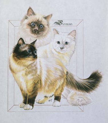 Framed Birman Print
