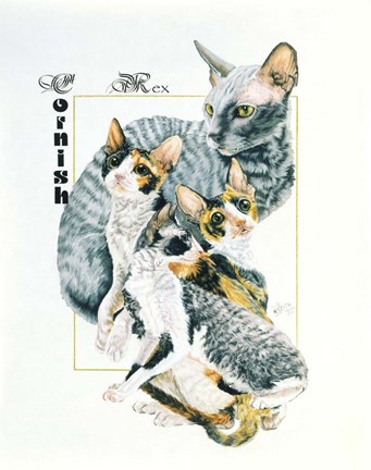 Framed Cornish Rex Print