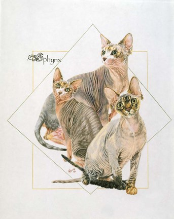 Framed Sphynx Print