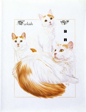 Framed Turkish Van Print