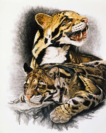 Framed Neofelis Nebulosa Print