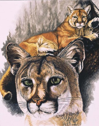 Framed Felis Concolor Cory Print