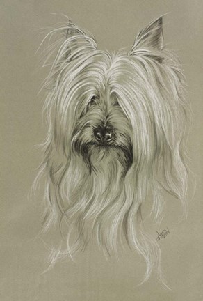 Framed Silky Terrier Print