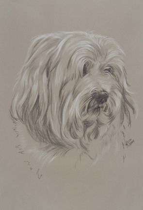 Framed Havanese Print