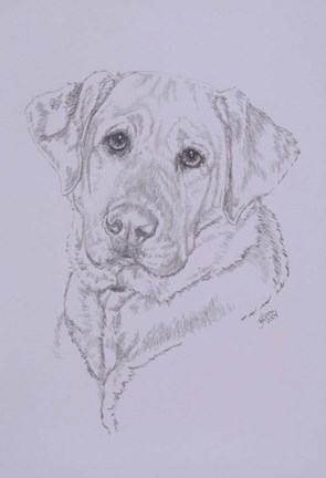 Framed Labrador Print