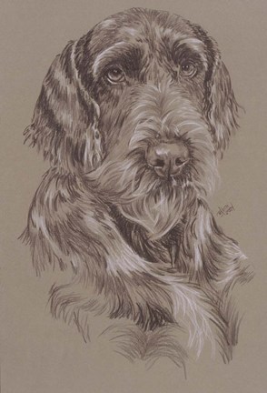 Framed German Wirehaired Pointer Print