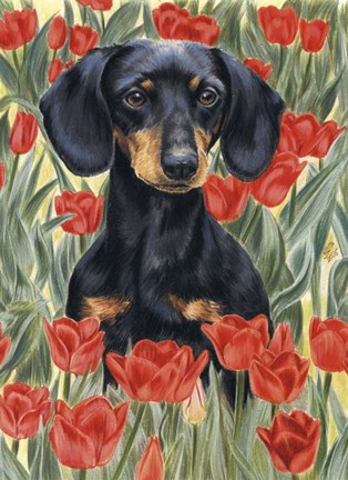 Framed Dachsund In Tulips Print