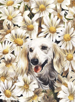Framed Dachsund In Daisies Print