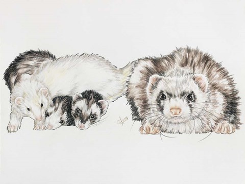 Framed Family Of Ferrets Print