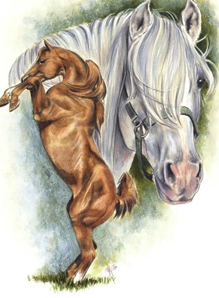 Framed Andalusian - Spanish Mustang Print