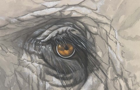 Framed Eye-Catching Elephant Print